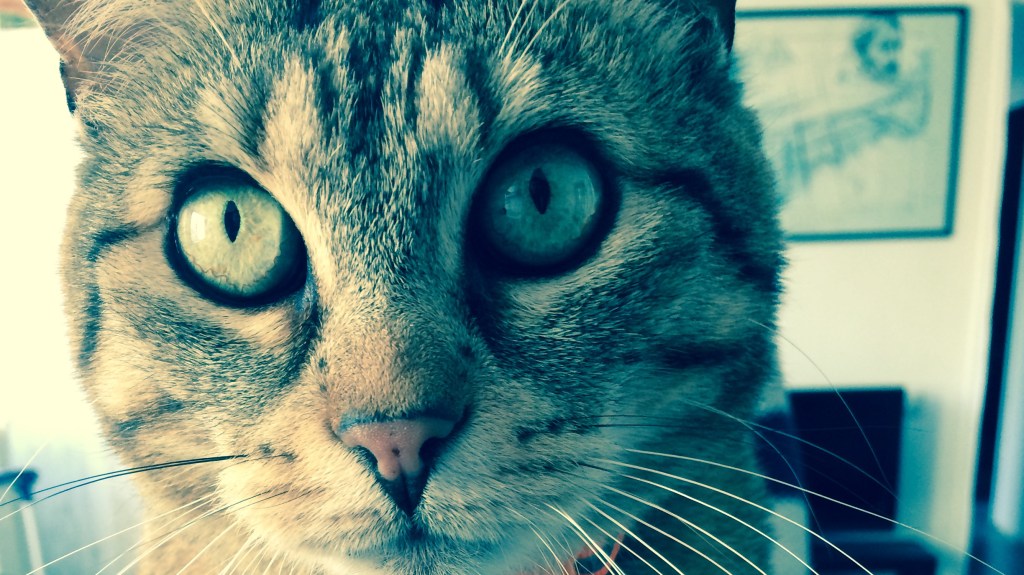 De pigeons voyageurs nous sommes passés aux&nbsp;chats